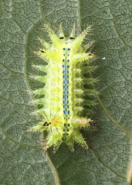 イラガの幼虫 ２