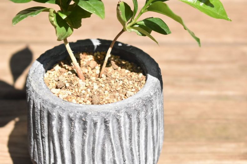 観葉植物はプレミアム用土1番人気！虫がわかないBEST配合e-花屋さん