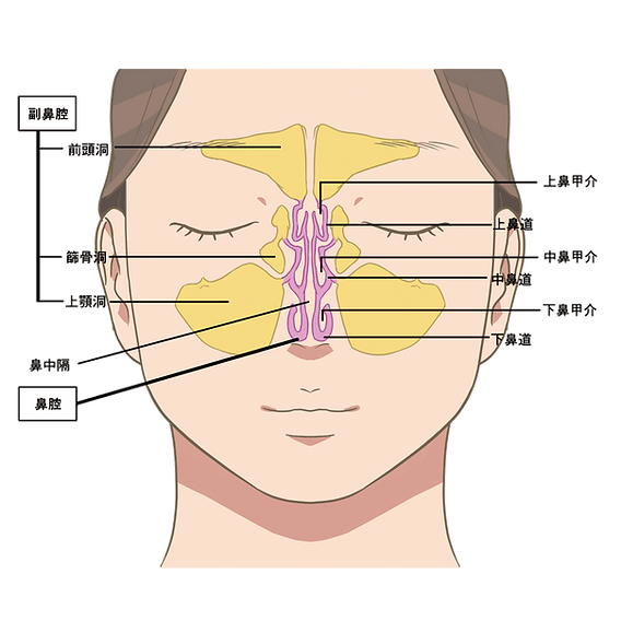 頭頸部の解剖日本頭頸部癌学会 頭頸部がん情報