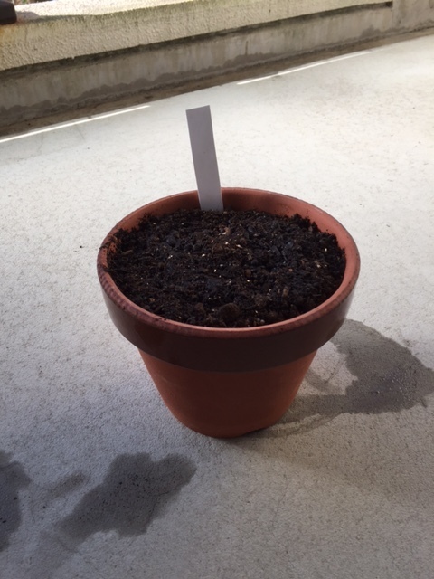 栽培準備と豆苗の種まき全学教育科目・展開ゼミ植物生殖システム分野：渡辺研究室 東北大学大学院生命科学研究科