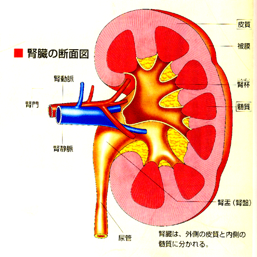 人間の腎臓の解剖学の断面 3D モデル C4D STL OBJ 3DS FBX