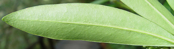 奥多摩植物目録