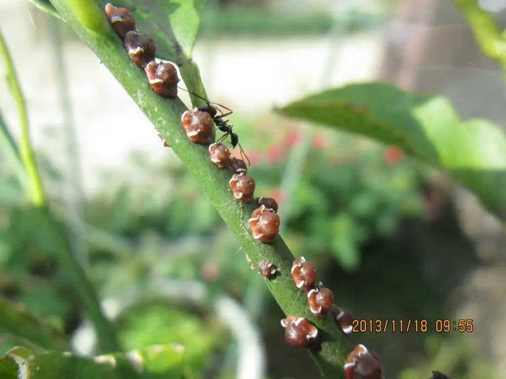 柑橘系すす病の原因と対策について解説します