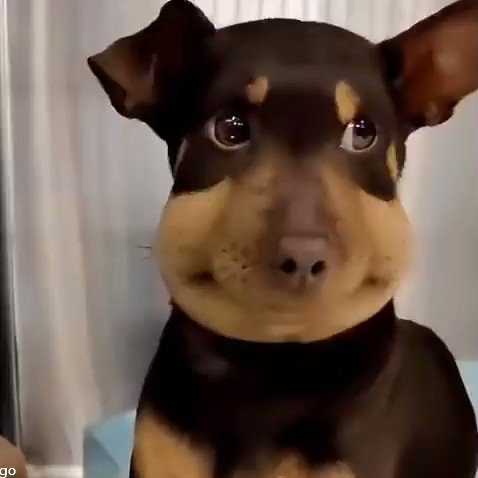 犬が蜂に刺された！「ペットを守る適切な判断」注意すべきポイントまとめ蜂バスタ