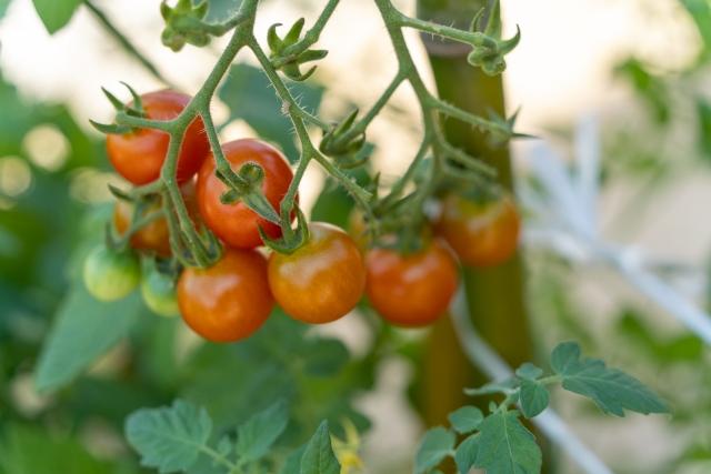 オクラのコンパニオンプランツ☆葉山農園 6月上旬暇人主婦の家庭菜園 - 楽天ブログ