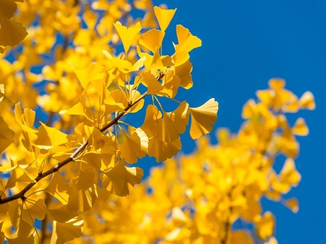 イチョウ葉エキスの効果：記憶力の維持リネア・ジャパン株式会社linnea