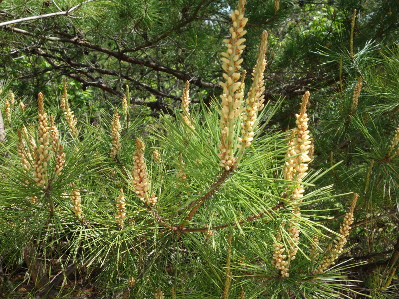 中1理科 「マツの花のつくり」映像授業のTry ITトライイット