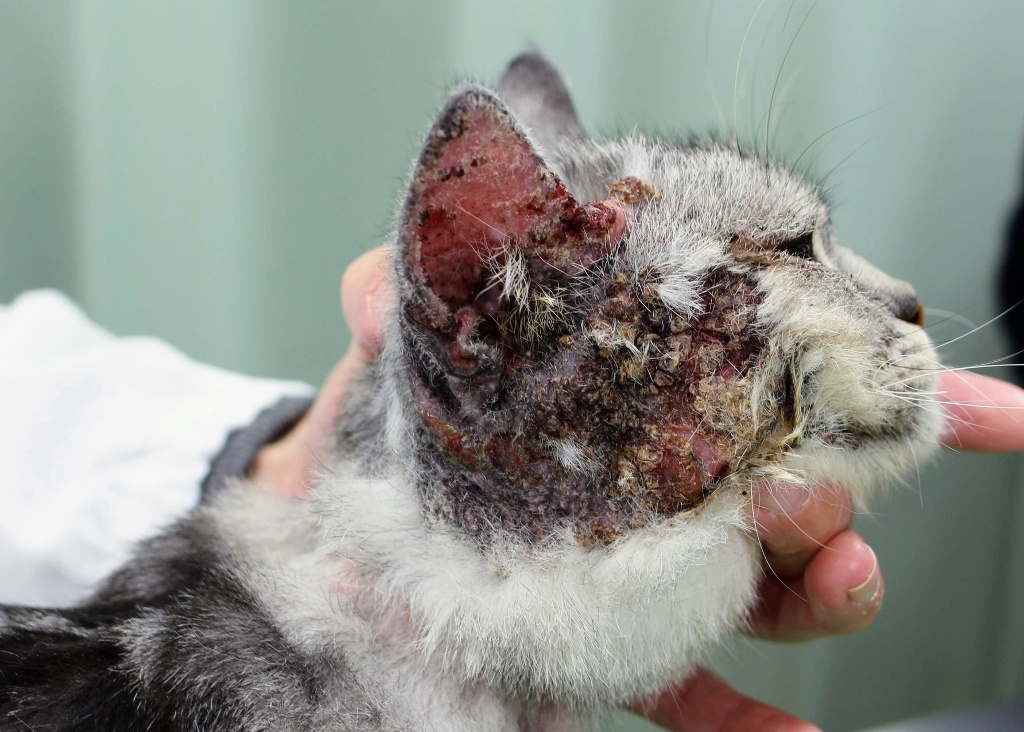 アレルギーの症例：21 猫の皮膚炎は難しい！理由は・ - ゆう動物病院