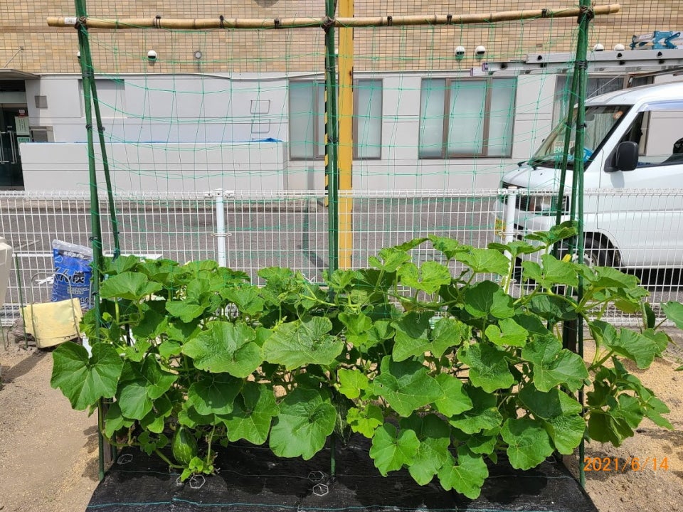 かぼちゃの収穫と栽培終了家庭菜園 野菜づくり事典 栽培日記