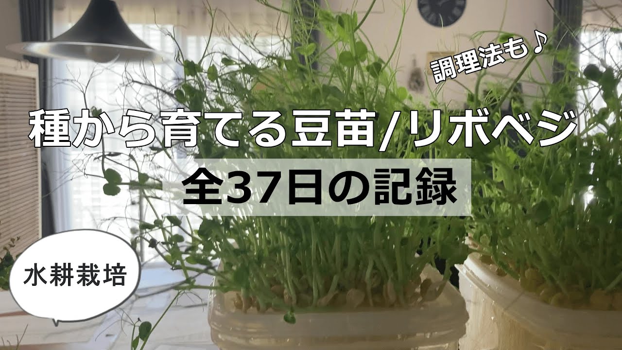 豆苗の成長記録 リボべジ初心者 おすすめ野菜No.1！その理由と失敗談も水耕栽培机上菜園TSUKUSONO つくその机上菜園× 水耕栽培リボべジ ＋観葉植物園の失敗だらけの栽培記録