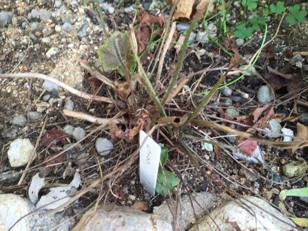 今更だけど葉焼け対策 - ちょっと曲がった家