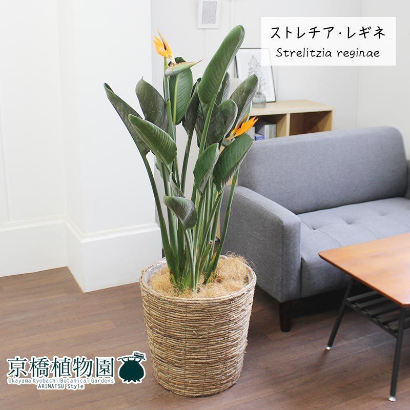 観葉植物 ストレッチア 引き取り希望 2m ストレリチア レギネ 大※直接引き取りの方のみ