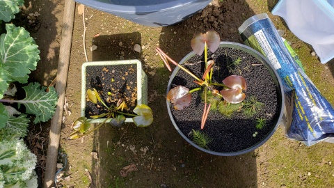 睡蓮植え替え、手抜きし簡単に植え替える方法 - もみじの備忘録