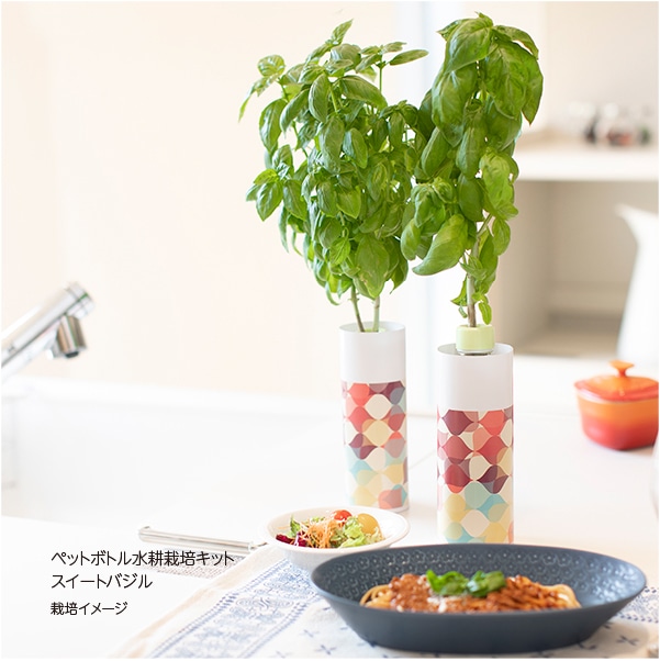 ノベルティ、販促品、粗品、景品用としてオススメなペットボトル水耕栽培キット スイートバジルです