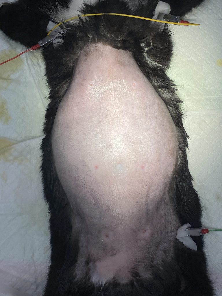 犬の腹水大橋動物病院 幸手市 のブログ