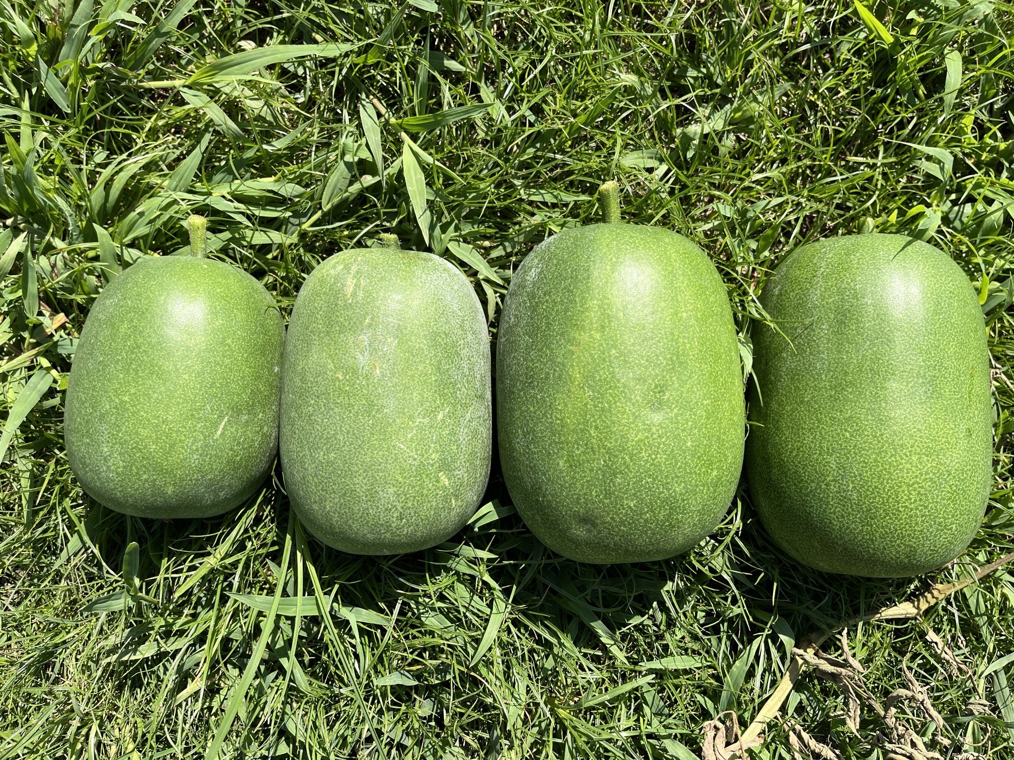 トウガン野菜 山田式家庭菜園教室～Dr.藤目改訂版～調べるタキイ種苗株式会社