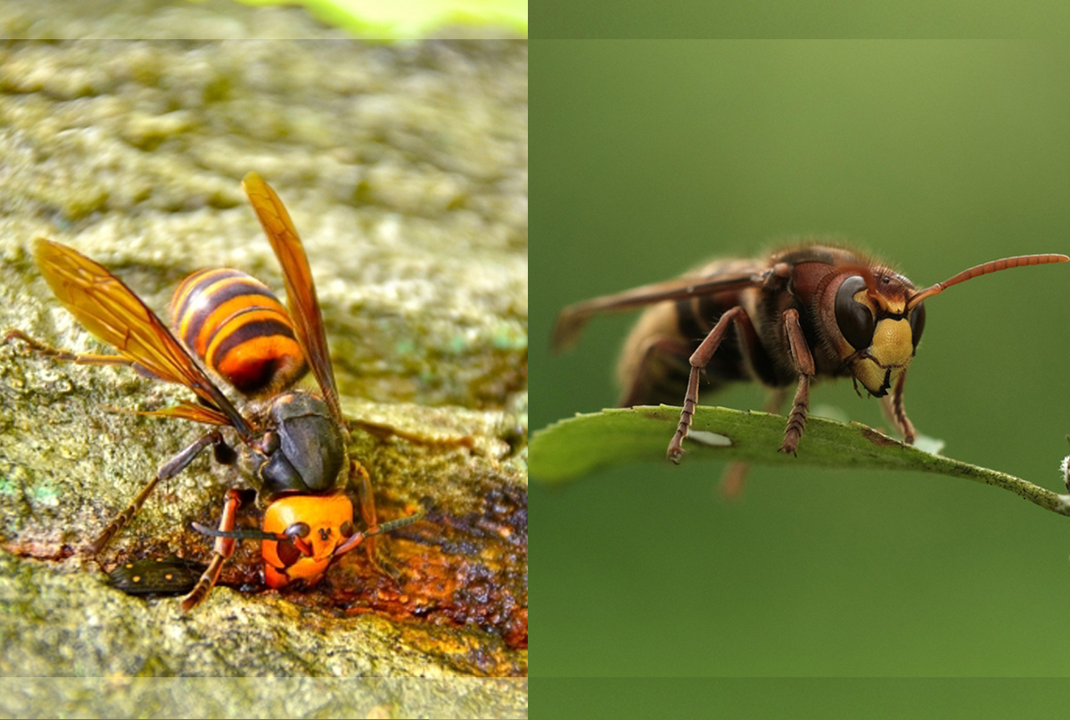 体と羽音が大きいことから凶暴と誤解されるが意外と温厚な蜂クマバチの写真素材107906326- PIXTA