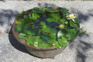 HOW TO一般的な栽培環境ミロク ラボMiroku Waterlily Laboratory