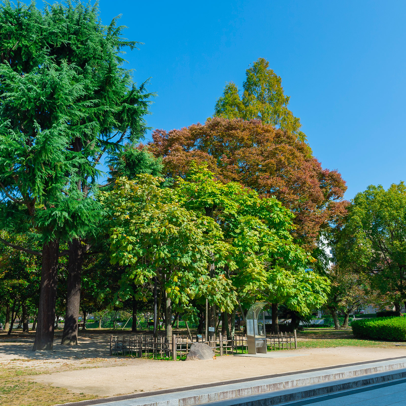 2025年 被爆したアオギリ - 出発前に知っておくべきことすべて - トリップアドバイザ