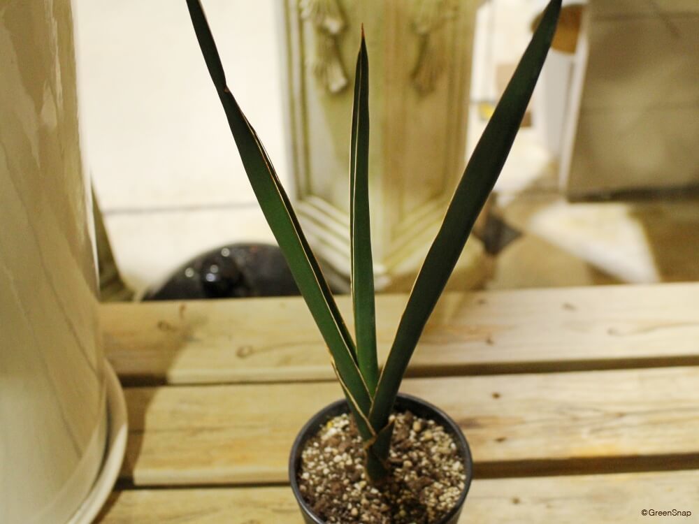 運気が良くなる』と言われ、風水効果が期待されるおすすめの観葉植物５選 - ハナクラ