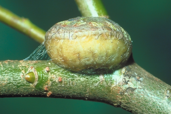 イラガの繭TCE東京環境工科専門学校