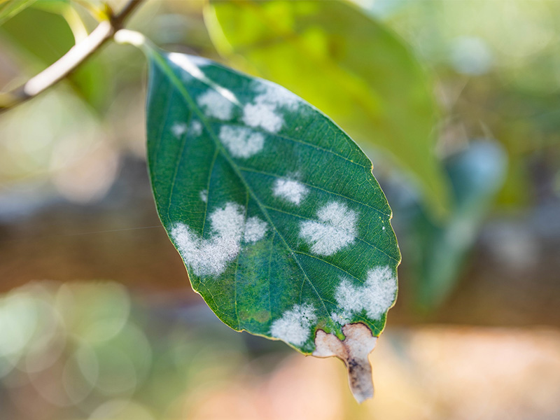 うどんこ病の正体と撃退法！家庭菜園で絶対に知っておくべき原因・治し方・人体への影響」農業&園芸の専門店 エッジ・ファーム・ガーデニング