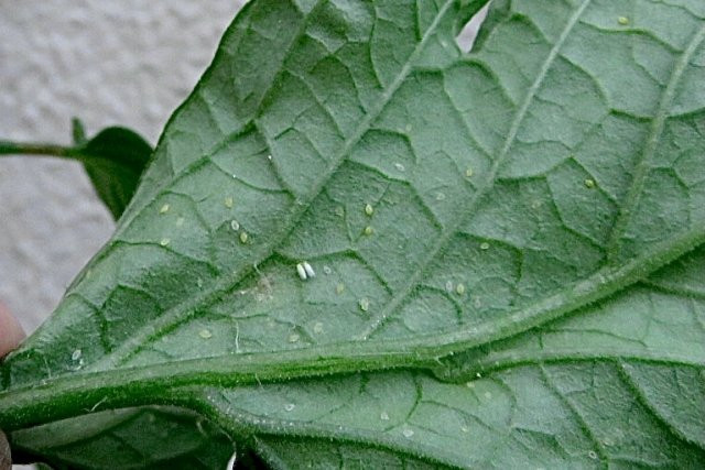 じいじの野菜づくり - ピーマン 2012