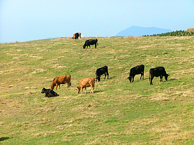 希少なシマウマをリスク覚悟の「禁じ手」で保護、なぜ？ナショナル ジオグラフィック日本版サイト