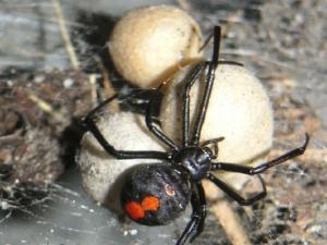 特定外来生物「セアカゴケグモ」に関する注意喚起について - 高知市公式ホームページ