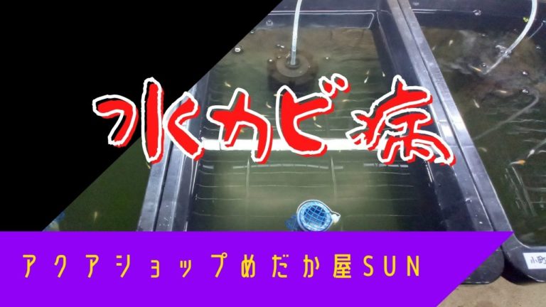 熱帯魚水槽に水カビや白カビが発生・その原因や撃退方法を教えます東京アクアガーデン
