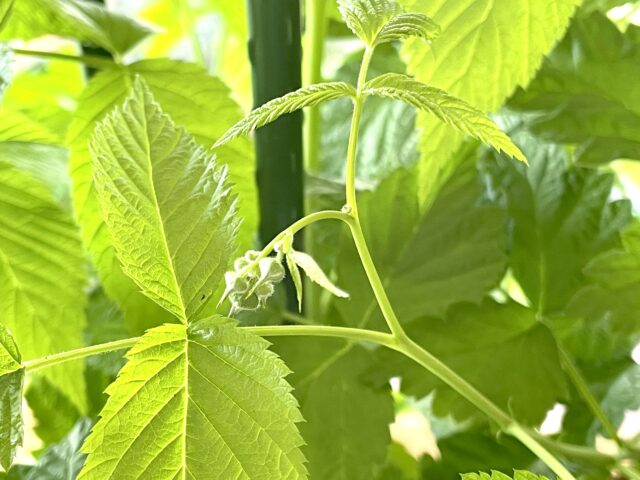 ラズベリー栽培-育て方のコツ 一緒に植えてはいけない種類は何？