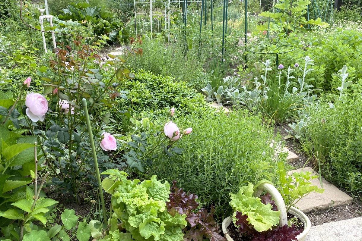 土を使わず水だけで育てるサステナブルなインテリア植物ブランド「WOOTANG ウータン 」の開発ストーリー。植物アーティストが伝える、植物を育てることが「サステナブル」に繋がる理由WOOTANGのストーリーPRTIMES STORY