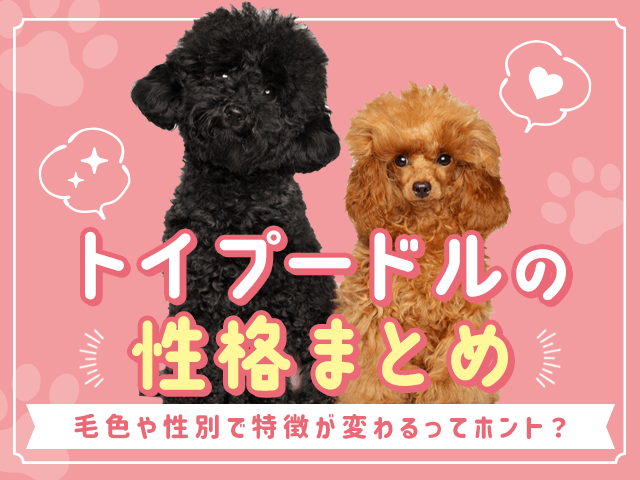 東京都のトイプードル女の子・2025 03 20生まれ・ブラックタン 子犬ID：387300 ブリーダーナビ