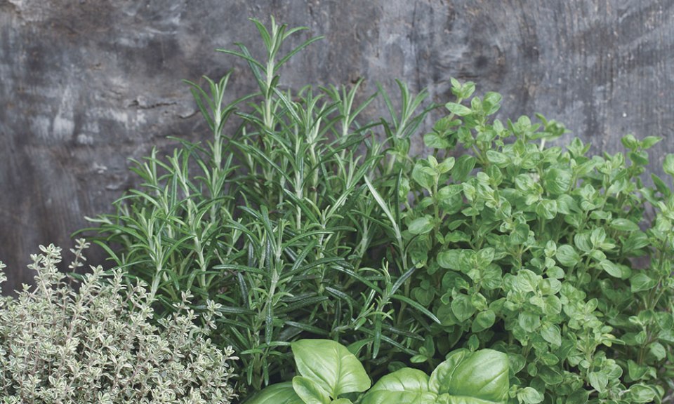 HERB and LIFE「ハーブのある暮らし」 - ライフスタイルマガジン晴耕雨読