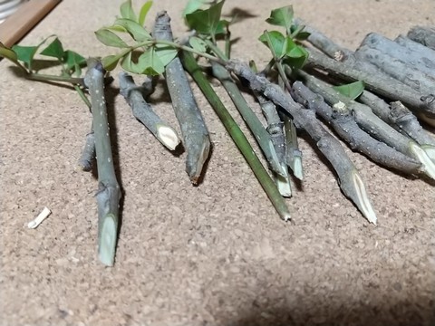 ペディランサス - 植物図鑑