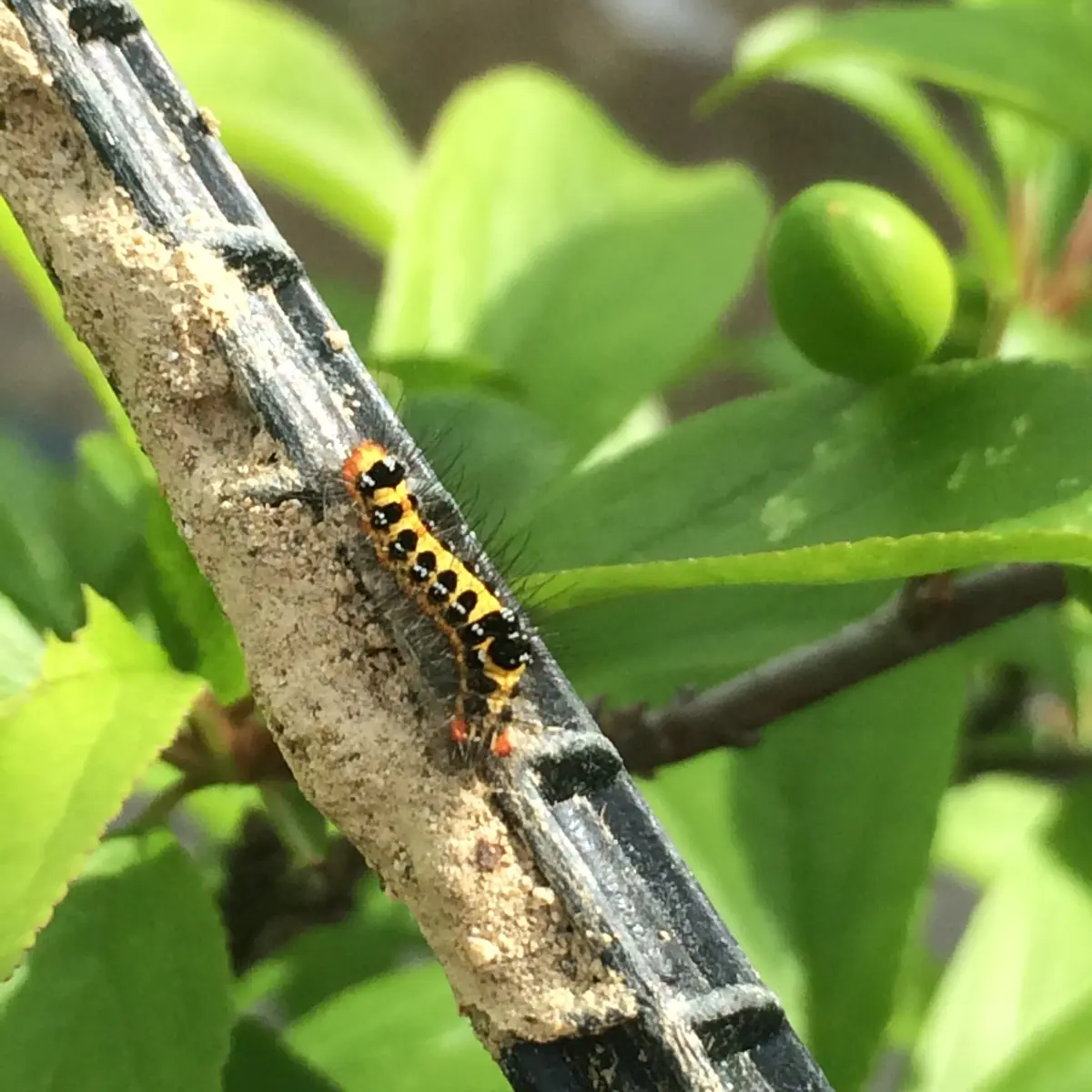 ウメやモモの葉が白く変色 急速に増える外来種モモヒメヨコバイによる被害が多発-みんなの趣味の園芸