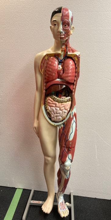 人体模型 全身