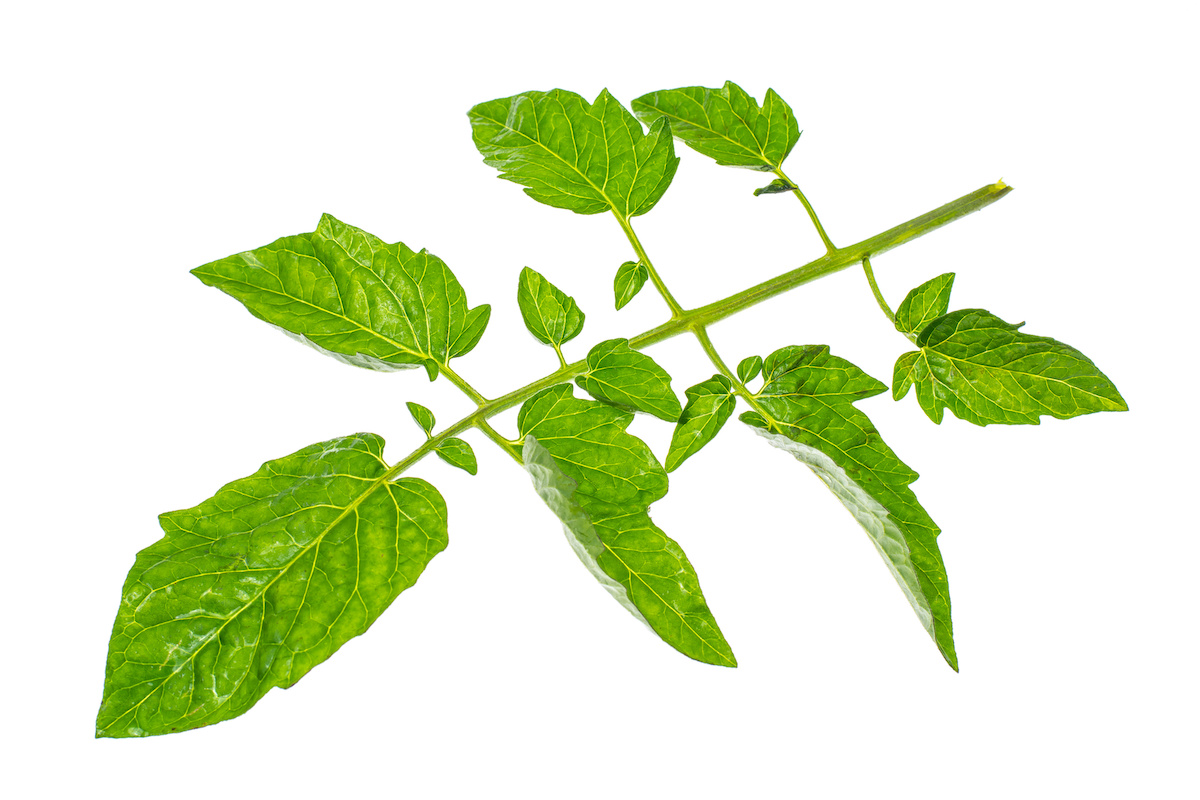 トマト・ミニトマトは寒さで枯れるとどうなるか？水耕栽培Ｑ＆Ａ