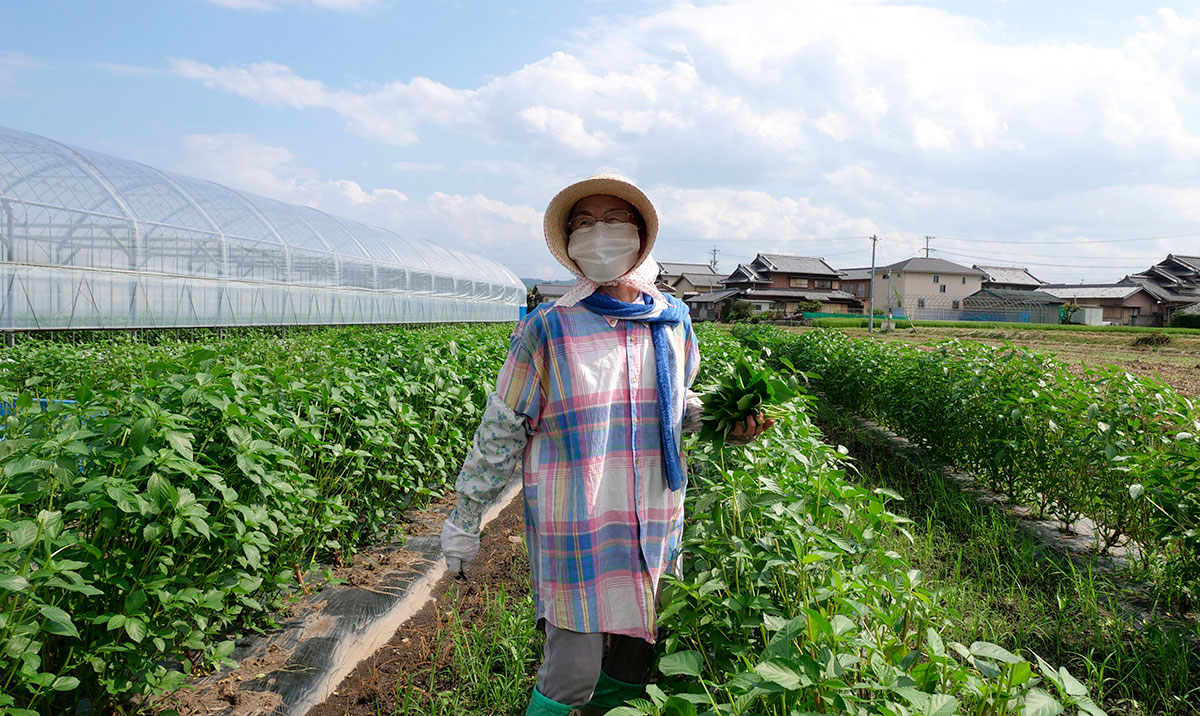 8月でも育つ野菜！モロヘイヤの栽培法切るを楽しむアルスコーポレーション株式会社