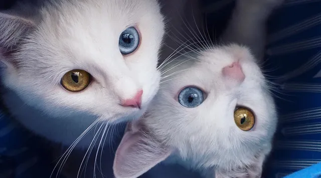 猫のオッドアイの聴覚 確率猫専門病院の猫ブログ nekopedia ネコペディア