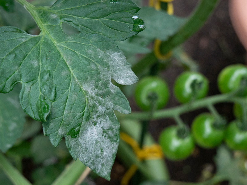 やさしいうどんこ病対策 - 読みもの 自然素材カーテンの通販はKURASIKU クラシク