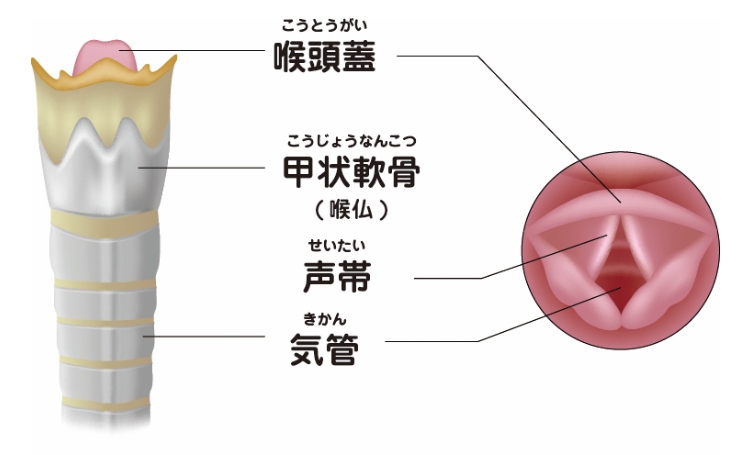 人間の気管の構造舌骨喉頭隆起左右の気管支甲状軟骨ベクトル図Premiumベクトル素材