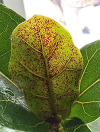 ゴムの木に白い結晶が付着する原因と対策は？ OKWAVE