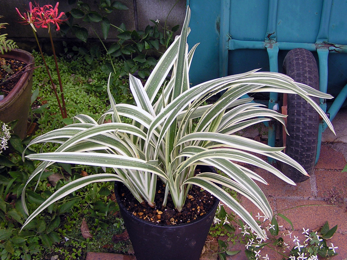 ローズマリーハーブは,英語のコテージの裏庭で針のような葉を持つ食用の多年生植物です.Premium写真