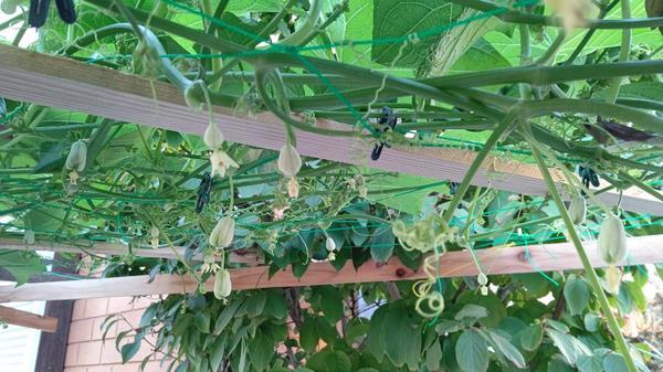 ハヤトウリの作り方 家庭菜園向け 果菜類編農作業便利帖みんなの農業広場