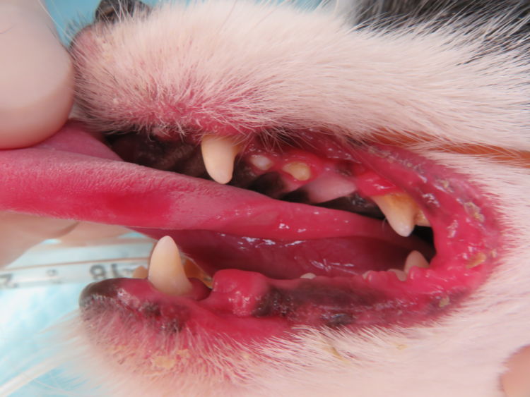 歯磨きができない小型犬の歯周病歯周病, 犬, 歯科治療事例, 子犬たるのどうぶつ診療所里庄町の動物病院