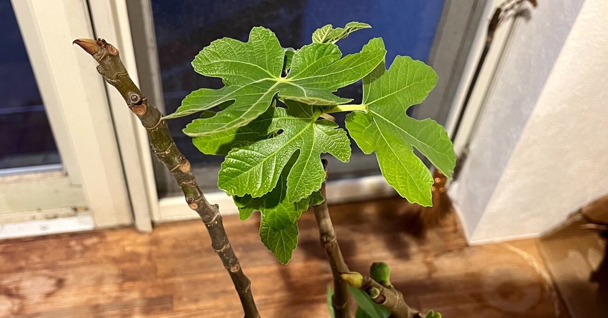 離乳食初期 鯛とほうれん草のミルクスープレシピ - 離乳食初期・中期・後期の献立＆レシピ～年子母ちゃんの育児日記～