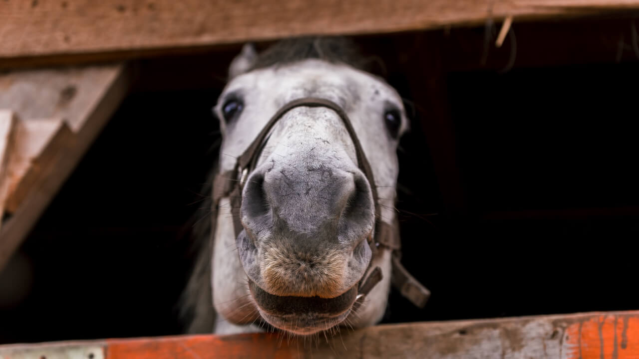 子馬4日目で、歯を確認 : ポニークラブ エヘガザル