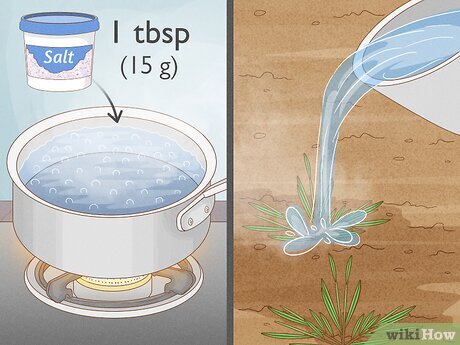 熱湯で除草、やってみた！日日是好日 *ﾟ✲*☆お庭と暦と時々料理*ﾟ✲☆