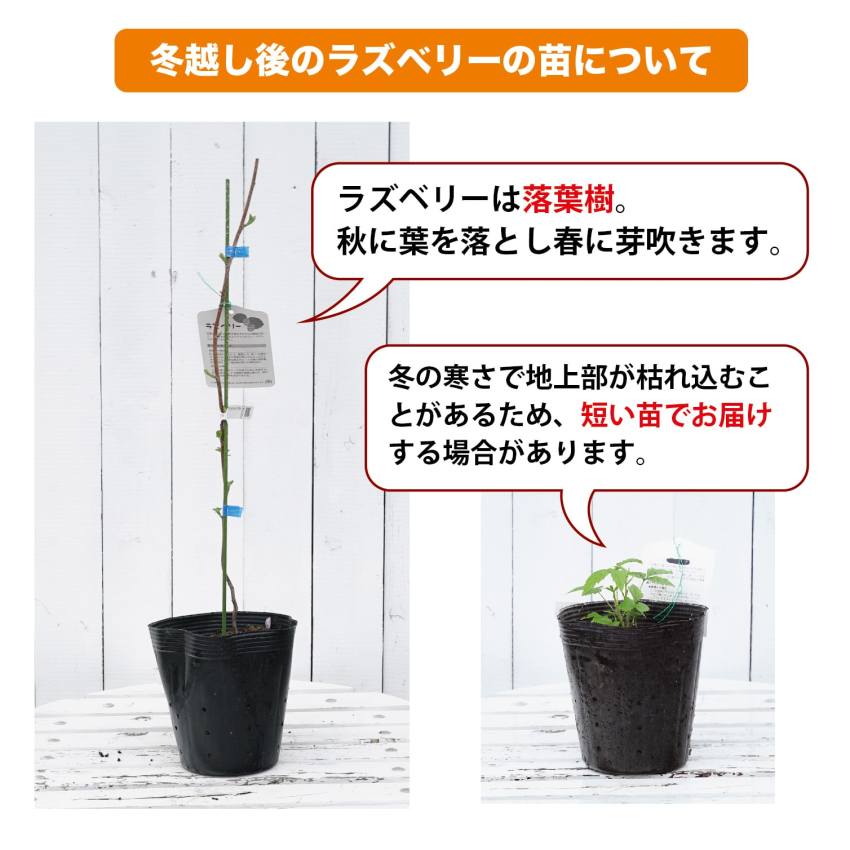 ラズベリーの育て方Takanashi